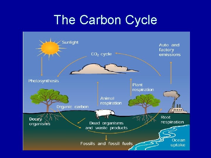 The Carbon Cycle 