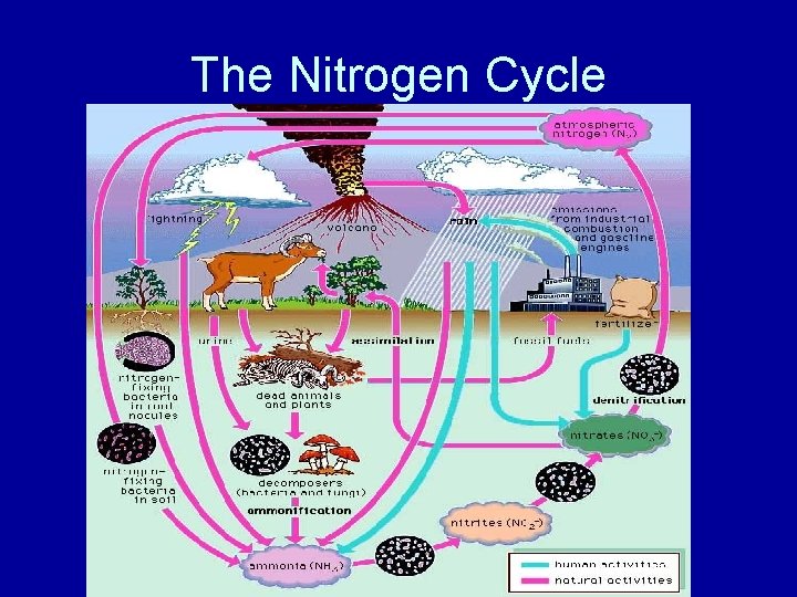 The Nitrogen Cycle 