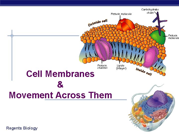 Cell Membranes & Movement Across Them Regents Biology 2006 -2007 