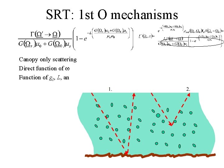 SRT: 1 st O mechanisms Canopy only scattering Direct function of w Function of