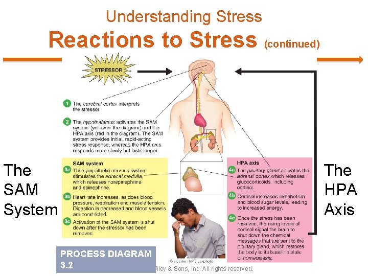 Understanding Stress Reactions to Stress (continued) The SAM System The HPA Axis PROCESS DIAGRAM