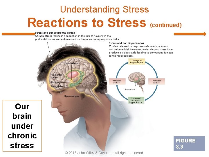 Understanding Stress Reactions to Stress (continued) Our brain under chronic stress FIGURE 3. 3