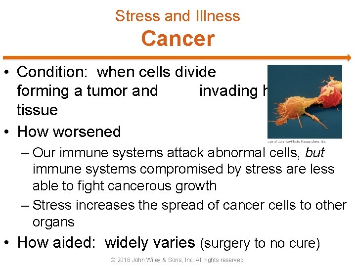 Stress and Illness Cancer • Condition: when cells divide rapidly, forming a tumor and