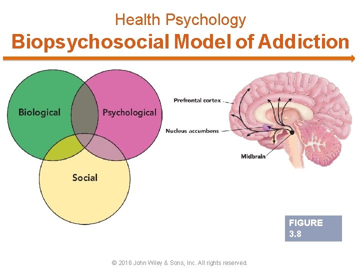 Health Psychology Biopsychosocial Model of Addiction FIGURE 3. 8 © 2016 John Wiley &