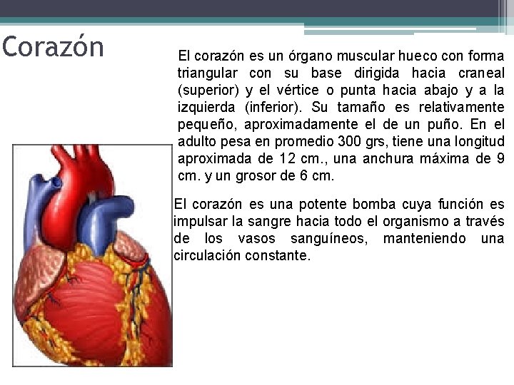 Corazón El corazón es un órgano muscular hueco con forma triangular con su base