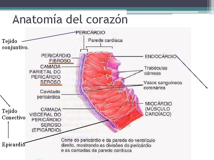 Anatomía del corazón Tejido conjuntivo. Tejido Conectivo Epicardio 