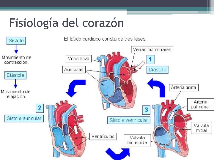Fisiología del corazón 