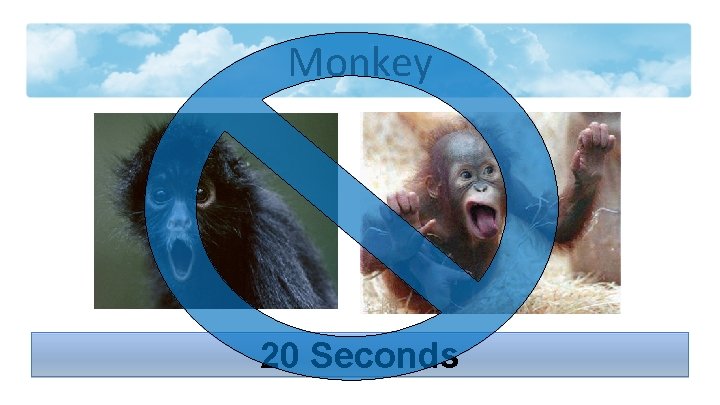 Monkey 20 Seconds 