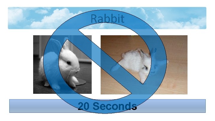 Rabbit 20 Seconds 