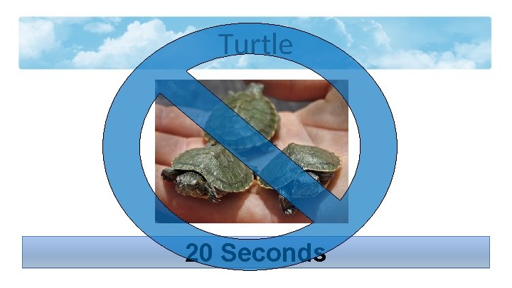 Turtle 20 Seconds 