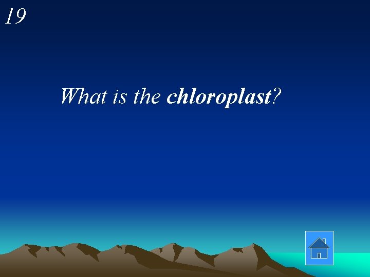 19 What is the chloroplast? 