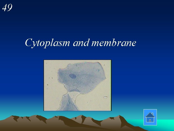 49 Cytoplasm and membrane 