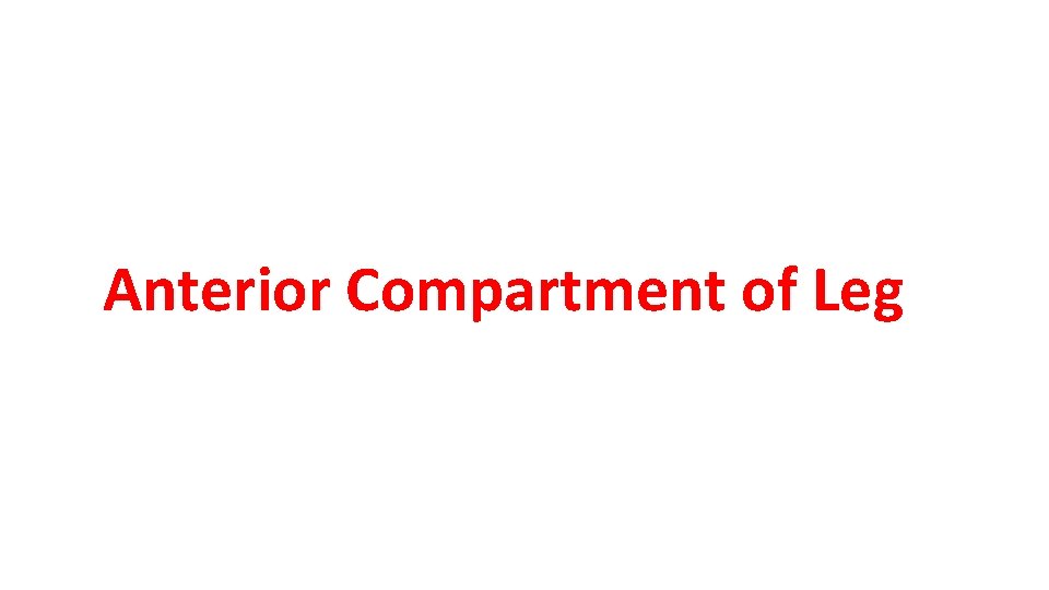 Anterior Compartment of Leg 
