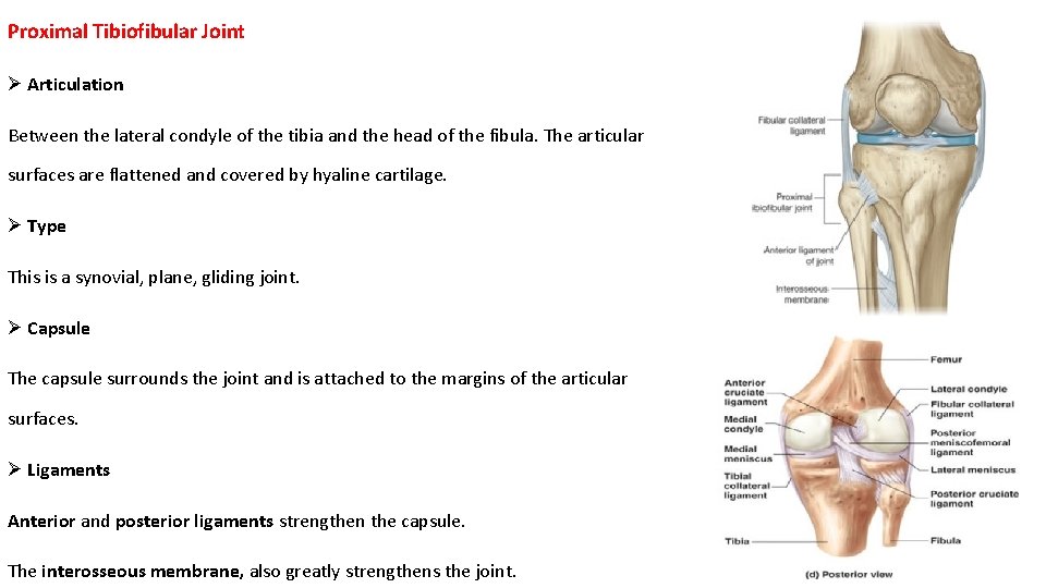 Proximal Tibiofibular Joint Ø Articulation Between the lateral condyle of the tibia and the