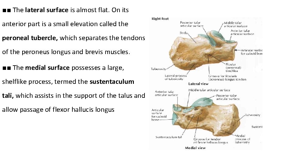 ■■ The lateral surface is almost flat. On its anterior part is a small