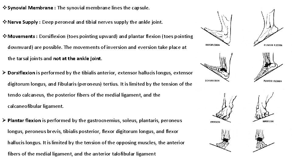 v Synovial Membrane : The synovial membrane lines the capsule. v Nerve Supply :