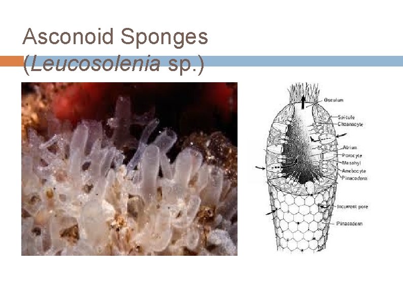 Asconoid Sponges (Leucosolenia sp. ) 