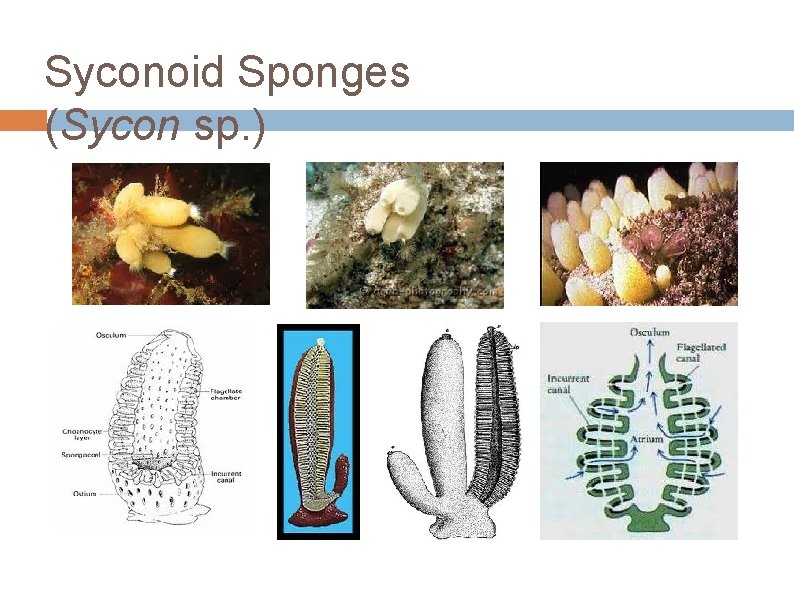 Syconoid Sponges (Sycon sp. ) 