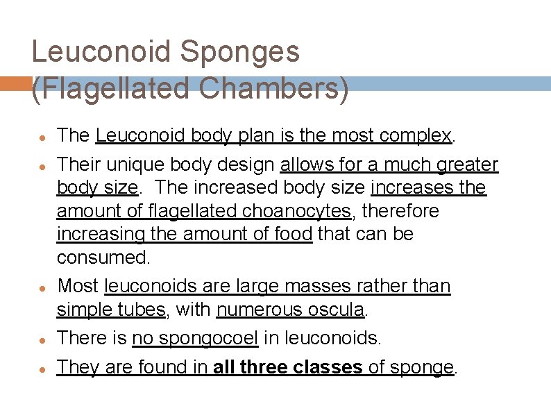 Leuconoid Sponges (Flagellated Chambers) The Leuconoid body plan is the most complex. Their unique