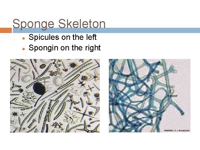 Sponge Skeleton Spicules on the left Spongin on the right 