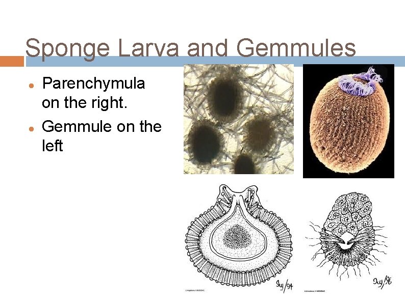 Sponge Larva and Gemmules Parenchymula on the right. Gemmule on the left 