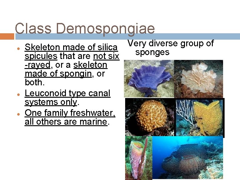 Class Demospongiae Skeleton made of silica Very diverse group of sponges spicules that are