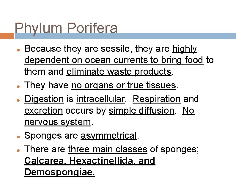 Phylum Porifera Because they are sessile, they are highly dependent on ocean currents to