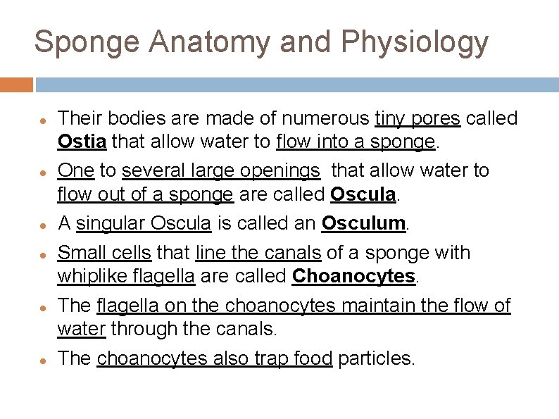 Sponge Anatomy and Physiology Their bodies are made of numerous tiny pores called Ostia