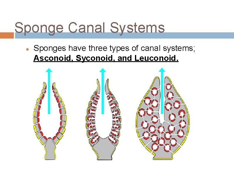 Sponge Canal Systems Sponges have three types of canal systems; Asconoid, Syconoid, and Leuconoid.
