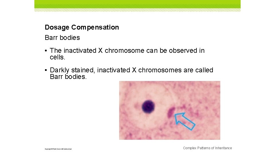 Dosage Compensation Barr bodies • The inactivated X chromosome can be observed in cells.