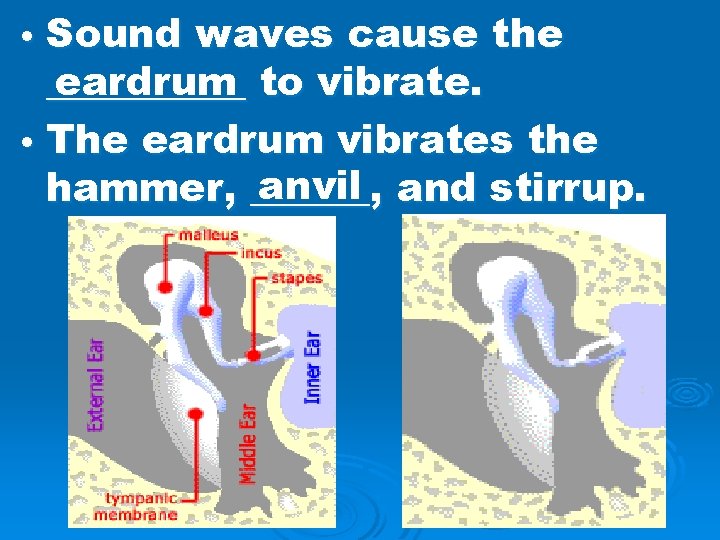  • Sound waves cause the eardrum to vibrate. _____ • The eardrum vibrates