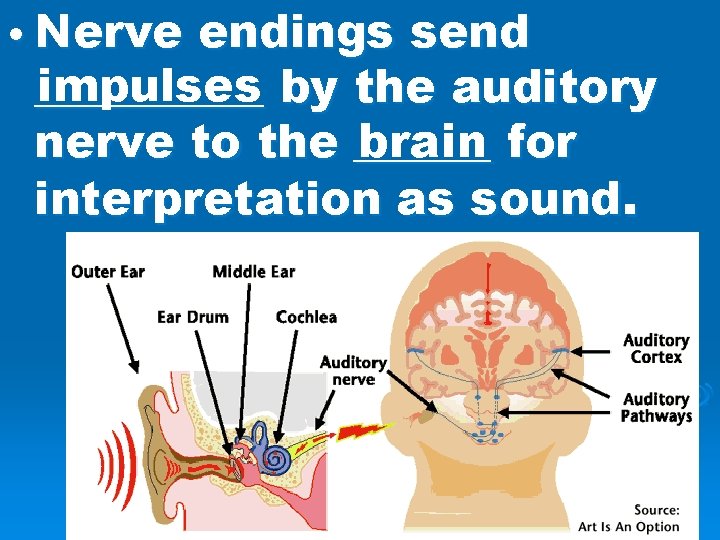  • Nerve endings send impulses by the auditory _____ brain for nerve to