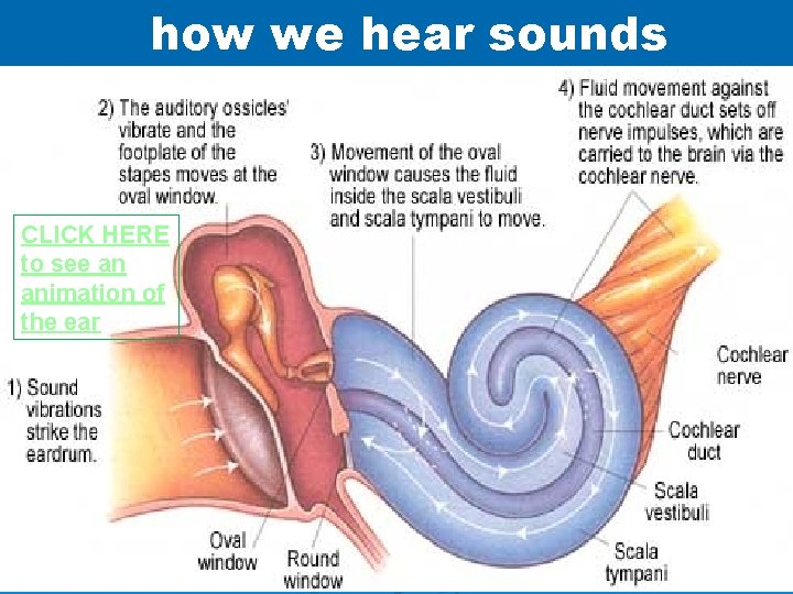 how we hear sounds CLICK HERE to see an animation of the ear 