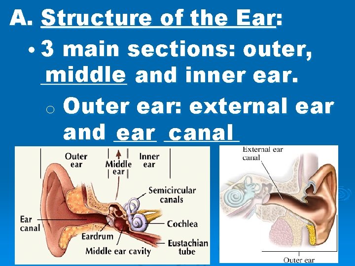 A. Structure of the Ear: • 3 main sections: outer, middle and inner ear.