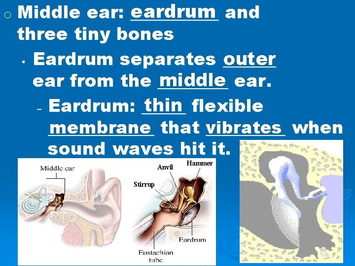 eardrum and ear: _____ three tiny bones outer § Eardrum separates ______ middle ear