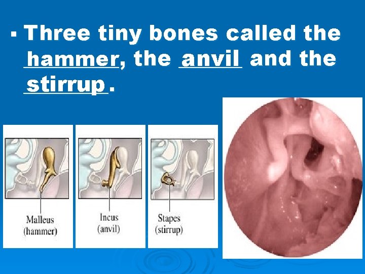 § Three tiny bones called the _____, hammer the ______ anvil and the ____.