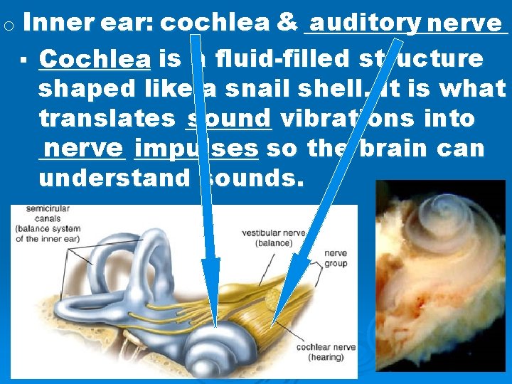 auditory nerve o Inner ear: cochlea & ________ § _____ Cochlea is a fluid-filled