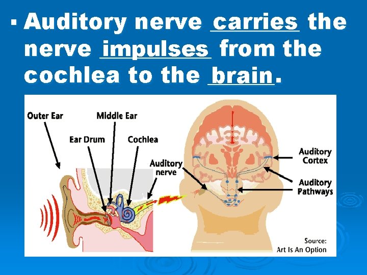 § Auditory nerve ____ carries the nerve _____ impulses from the cochlea to the