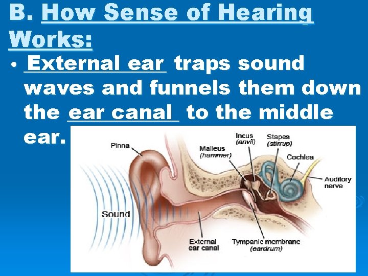 B. How Sense of Hearing Works: External ear • _______ traps sound waves and