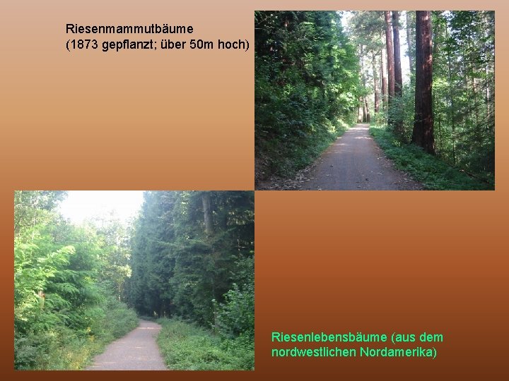 Riesenmammutbäume (1873 gepflanzt; über 50 m hoch) Riesenlebensbäume (aus dem nordwestlichen Nordamerika) 