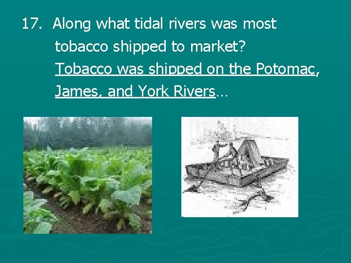 17. Along what tidal rivers was most tobacco shipped to market? Tobacco was shipped