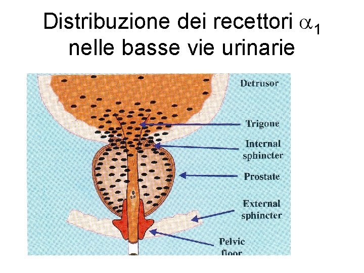 Distribuzione dei recettori 1 nelle basse vie urinarie 