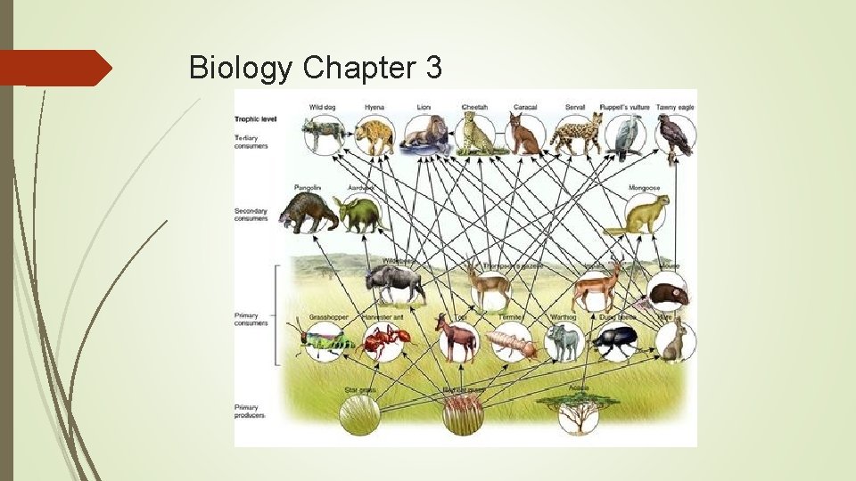Biology Chapter 3 