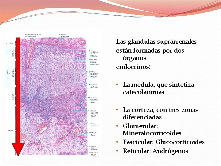 Las glándulas suprarrenales están formadas por dos órganos endocrinos: • La medula, que sintetiza
