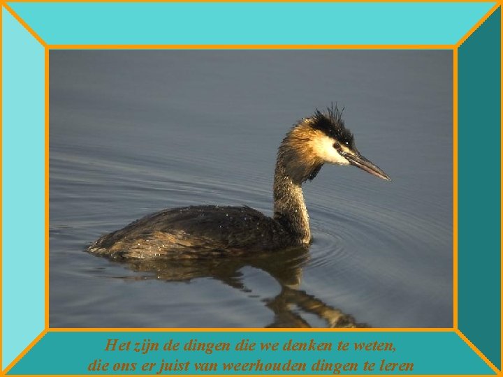 Het zijn de dingen die we denken te weten, die ons er juist van