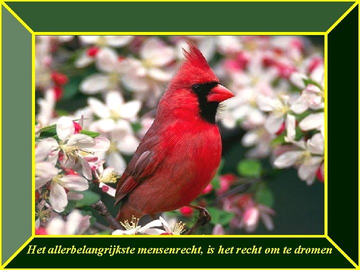 Het allerbelangrijkste mensenrecht, is het recht om te dromen 