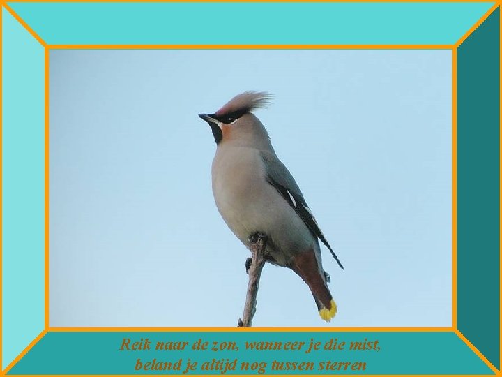 Reik naar de zon, wanneer je die mist, beland je altijd nog tussen sterren