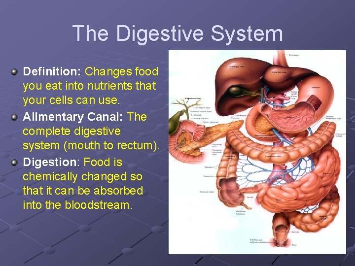 The Digestive System Definition: Changes food you eat into nutrients that your cells can