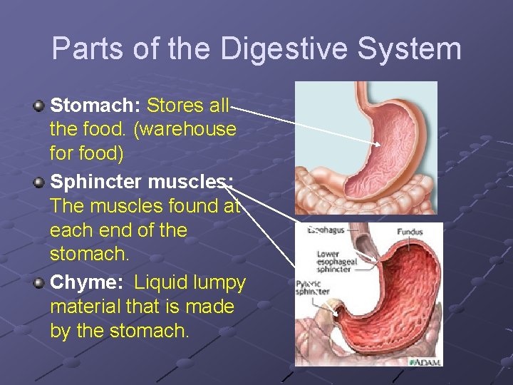 Parts of the Digestive System Stomach: Stores all the food. (warehouse for food) Sphincter