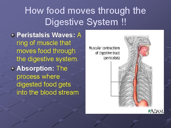 How food moves through the Digestive System !! Peristalsis Waves: A ring of muscle